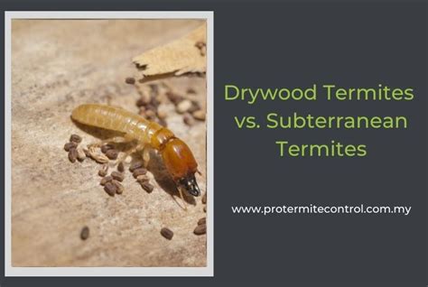 subterranean termites vs drywood termites